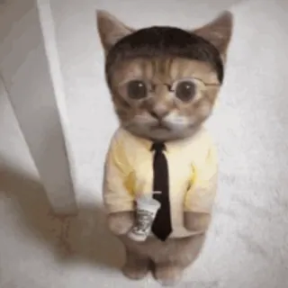 😍 Katze, Büroangestellter, Krawatte, Brille, süß, lustig, Tier, Kätzchen whatsapp sticker