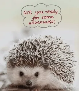 🦔 Are you ready for some HEDGEHUGS? ёж, животное, милый, обнимашки, готов telegram sticker