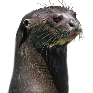 😑 Выдра, Животное, Млекопитающее, Дикая природа, Речная выдра telegram sticker
