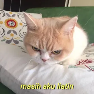 💛 masih aku liatin gato, animal, meme, engraçado, animal de estimação telegram sticker
