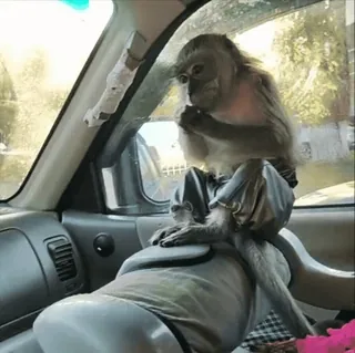 😝 monkey, animal, car, vehicle, primate telegram sticker