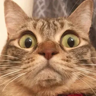 😳 chat, animal, animal de compagnie, yeux, mignon, félin whatsapp sticker