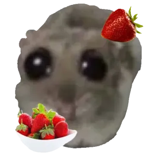 🍓 Sad Hamster hamster, sad, strawberry, cute, meme, funny, rodent telegram sticker