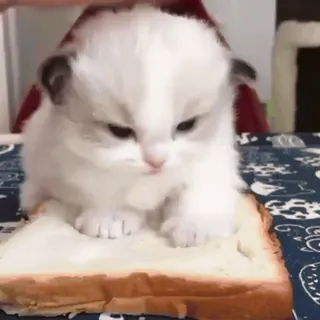 😳 kätzchen, katze, brot, süß, tier whatsapp sticker