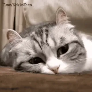 😴 t.me/NekkoTeen cat, animal, pet, kitten, cute, domestic telegram sticker