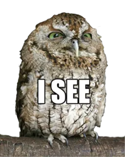 🐧 I SEE сова, птица, смешной, мем, смотреть telegram sticker