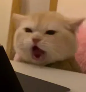 🐾 고양이, 하품, 동물, 귀여운, 애완 동물 telegram sticker