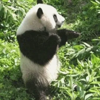 💃 panda, middle finger, offensive telegram sticker