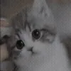 🐱