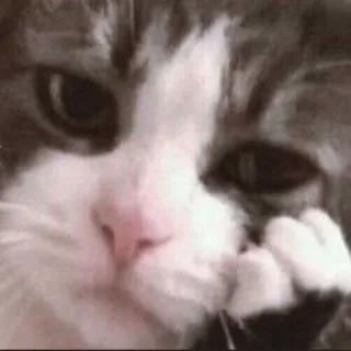 😕 Sad cat telegram sticker