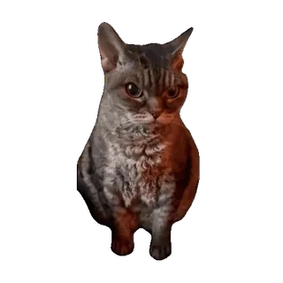 🤨 chat, animal, animal de compagnie, félin telegram sticker