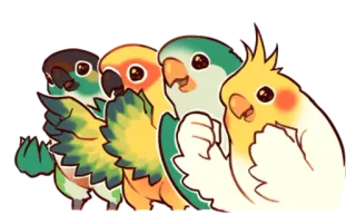 😛 oiseaux, perroquets, mignon, animaux, conure, cockatiel whatsapp sticker