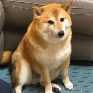eMeDogsV2 telegram stickers