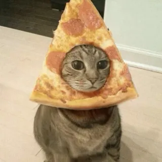 🍕 gato, pizza, animal, fofo, comida, humor, animal de estimação whatsapp sticker