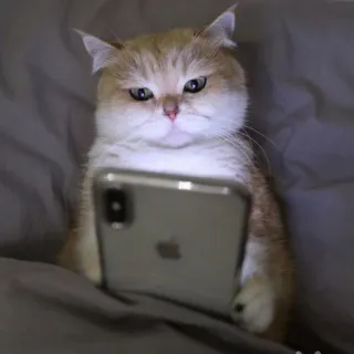 😾 猫, 電話, 動物, インターネット, 可愛い, ペット, 家畜 telegram sticker