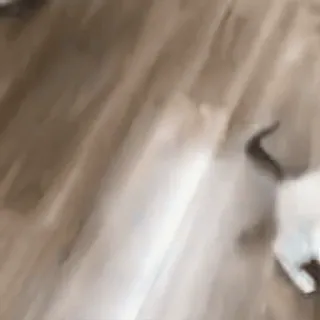 ❤️ 猫, 動物, ペット, 飼い猫 telegram sticker