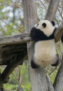 panda :: @fStikBot telegram stickers