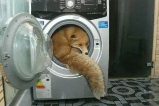 🦊 fox, animal, washing machine, cute, domestic telegram sticker