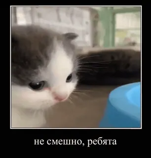 😞 не смешно, ребята gatinho, gato, engraçado, triste, meme telegram sticker