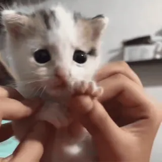 🥺 gatinho, gato, animal, animal de estimação, fofo whatsapp sticker