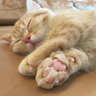 😴 Katze, schlafend, Kätzchen, süß, Tier, Haustier, häuslich telegram sticker