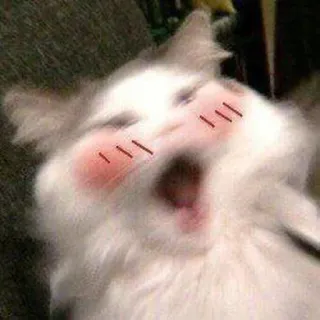 🐈 kucing, hewan, tersipu, imut, meme, berbulu telegram sticker
