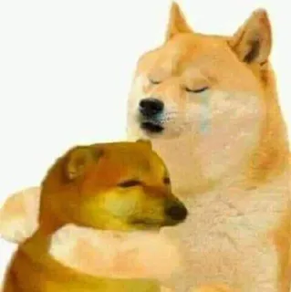 🌟 perro, abrazo, lindo, meme, animales, afecto whatsapp sticker