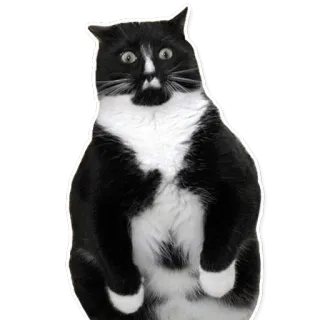 😱 cat, black and white, funny, scared, animal telegram sticker