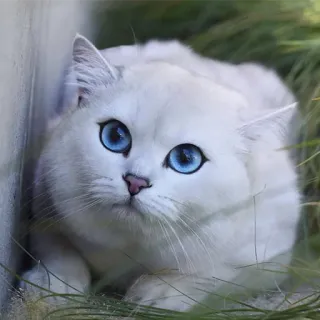 👀 gato, gato branco, olhos azuis, fofo, animal, animal de estimação, animal doméstico telegram sticker