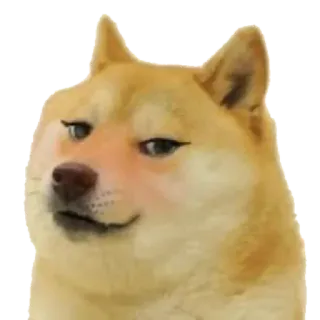 👩‍🦰 Doge dog, meme, funny, animal, pet telegram sticker