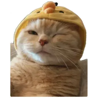😸 cat, animal, cute, hat, pet, kitten telegram sticker