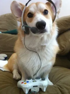 🎮 corgi, anjing, gamer, gim, kontroler, headset, hewan peliharaan telegram sticker