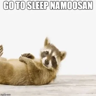 😤 GO TO SLEEP NAMOOSAN mapache, dormir, animal, meme whatsapp sticker