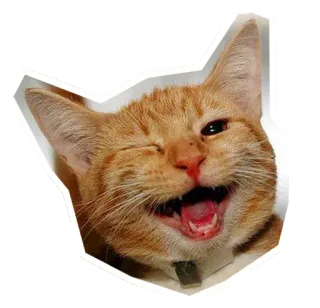 😃 แมว, สัตว์, สติกเกอร์, แมวส้ม, ขยิบตา, มีความสุข telegram sticker
