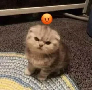🤍 gato, bravo, gatinho, animal, animal de estimação, fofo, emoji, felino telegram sticker