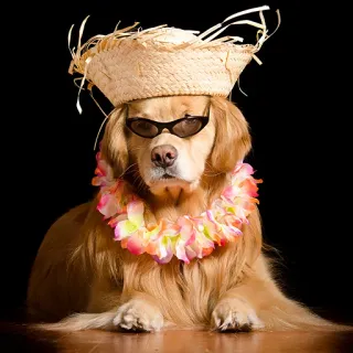 🐶 cane, golden retriever, cappello, occhiali da sole, lei, hawaiano, tropicale, estate telegram sticker