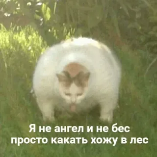 🐕 Я не ангел и не бес просто какать хожу в лес gato, animal, engraçado, meme telegram sticker