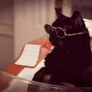 🚘 cat, black cat, sunglasses, animal, pet telegram sticker