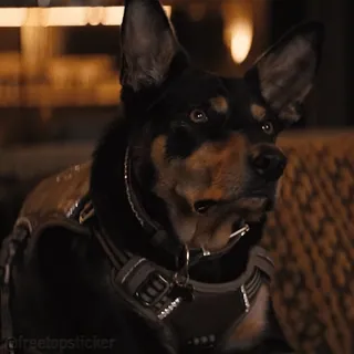 🐕 @freetopsticker chó, thú cưng, động vật, dễ thương, trung thành, nhà telegram sticker