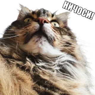 😰 НИЧОСИ! кот, смешной, милый, мем, русский telegram sticker