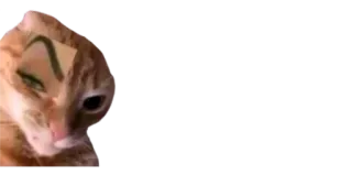 🤨 gato, meme, animal, engraçado, animal de estimação telegram sticker
