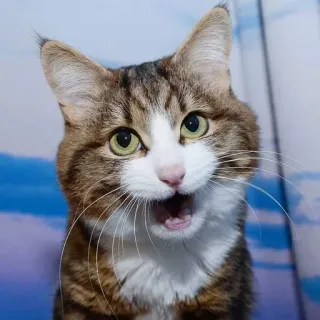 🎃 gato, animal, animal de estimação, gato doméstico, mamífero, fofo whatsapp sticker