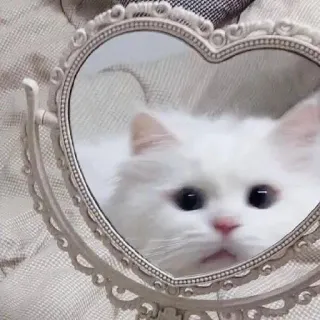 🐾 gato, espejo, gato blanco, corazón, mascota, lindo, animal telegram sticker