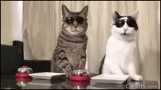 🥺 cat, sunglasses, meme, funny, animals, pets telegram sticker