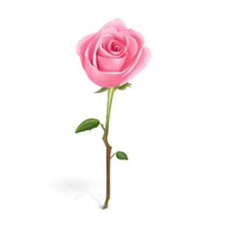 🍀 цветок, роза, розовый, цветы, природа, растение telegram sticker