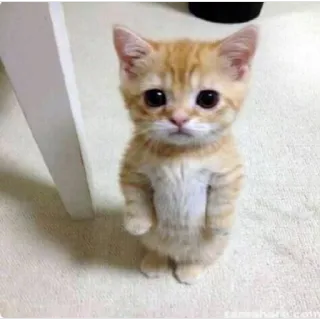😟 kätzchen, katze, süß, entzückend, tier, haustier telegram sticker