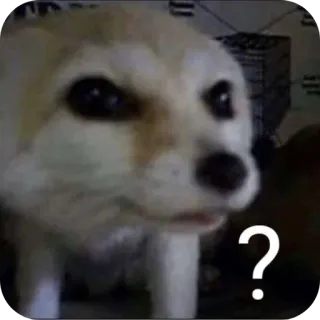 🤨 Fennec fox ? telegram sticker