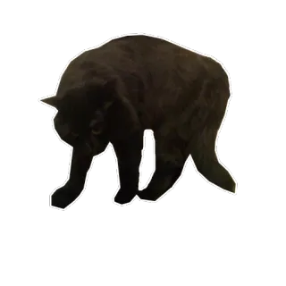 😡 gato, animal, gato preto, animal doméstico, animal de estimação whatsapp sticker