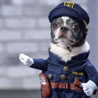 🐶 POLICE cachorro, polícia, uniforme, fofo, animal de estimação, animal, policial telegram sticker