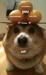 Corgos @minicita telegram stickers
